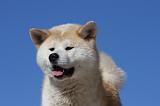 AKITA INU 299